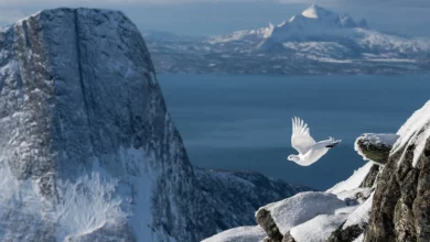 الفائز بمسابقة تصوير الطيور 2022