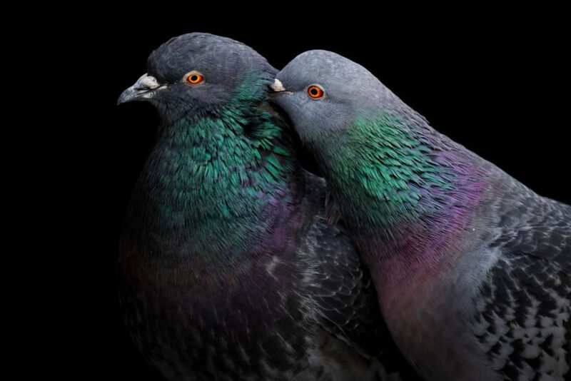 جوائز أودوبون للتصوير 2023: زوج من الحمام يفوز بالجائزة الكبرى للكندي ليرون غيرتسمان 2 Audubon Photography Awards 2023