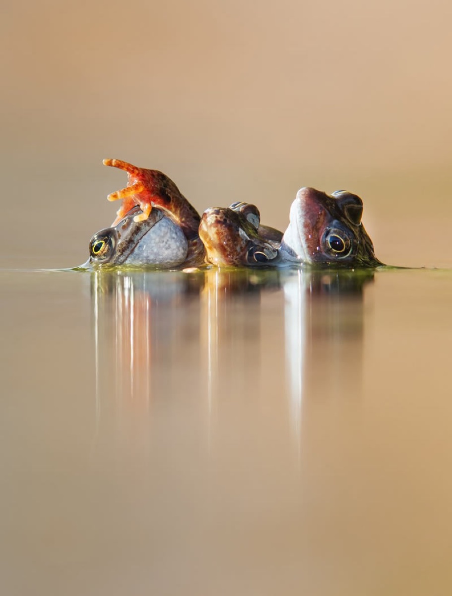 صورة فائزة في جوائز تصوير الحياة البرية البريطانية British Wildlife Photography Awards 2024