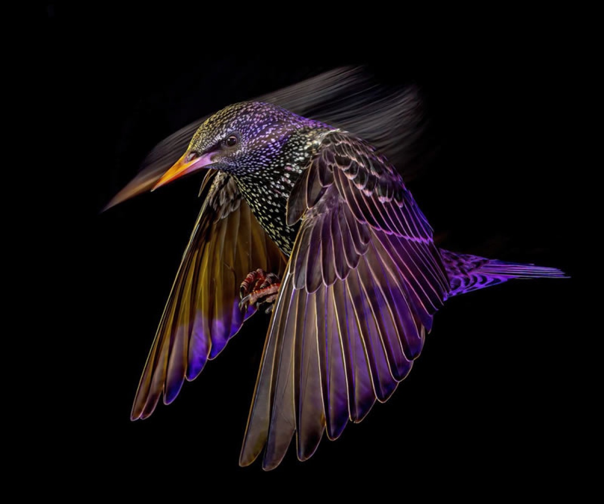 صورة فائزة في جوائز تصوير الحياة البرية البريطانية British Wildlife Photography Awards 2024