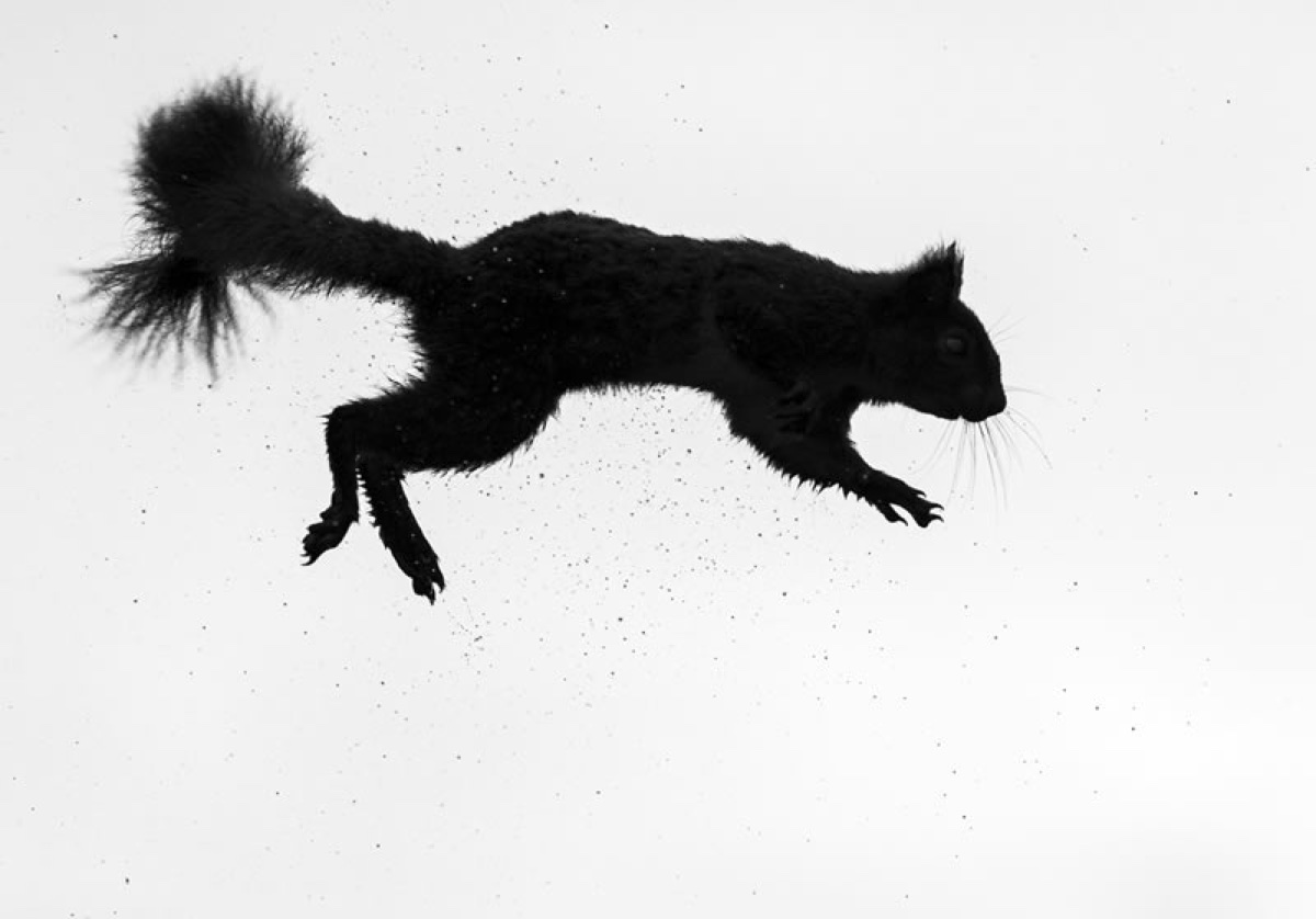 صورة فائزة في جوائز تصوير الحياة البرية البريطانية British Wildlife Photography Awards 2024