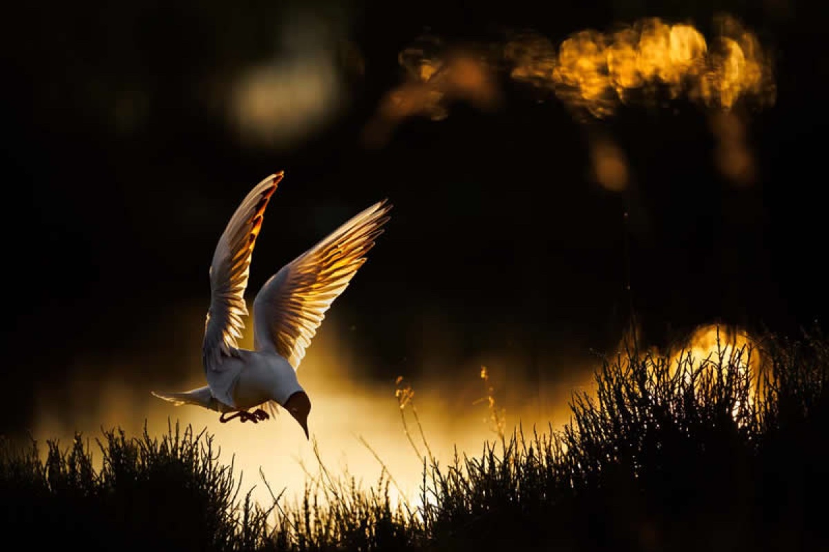 صورة فائزة في جائزة GDT لمصور الطبيعة GDT Nature Photographer of the Year 2026