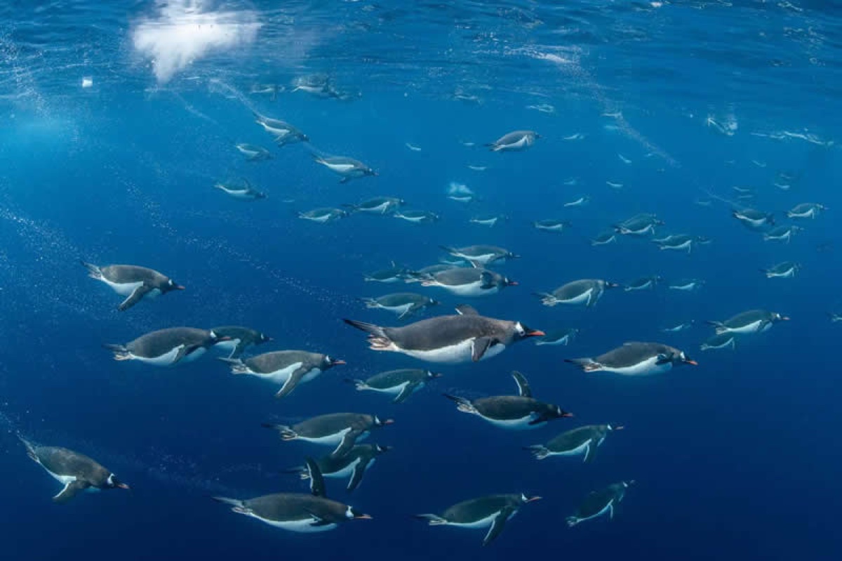 صورة فائزة في جائزة GDT لمصور الطبيعة GDT Nature Photographer of the Year 2026