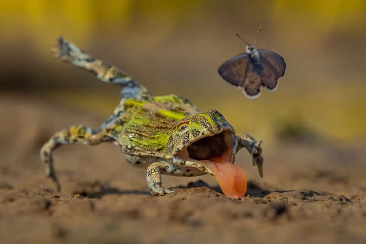 صورة فائزة في جائزة GDT لمصور الطبيعة GDT Nature Photographer of the Year 2026