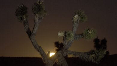 القمر العملاق الليلة: كيف تصوّر القمر بتفاصيل واضحة لا كبقعة بيضاء 9 تصوير القمر العملاق